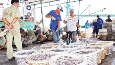 Bốc dỡ hải sản tại bến cảng cá Sông Ðốc, huyện Trần Văn Thời, tỉnh Cà Mau. 