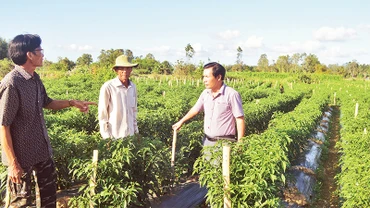 Nguồn vốn tín dụng ưu đãi là cú huých giúp người dân nông thôn Quảng Ngãi vươn lên thoát nghèo. 