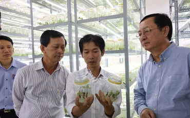 Lãnh đạo Bộ Khoa học và Công nghệ kiểm tra quy trình nhân giống sâm Ngọc Linh tại Trung tâm Ươm tạo và Hỗ trợ doanh nghiệp khoa học công nghệ (huyện Ðăk Tô, tỉnh Kon Tum). 