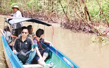 Khách du lịch tham quan rừng ngập mặn Cà Mau. (Ảnh LAN ANH) 