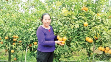 Nông dân tỉnh Hưng Yên trồng cây ăn quả có múi theo quy trình VietGAP. 