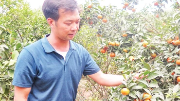 Người dân thôn Ba Nàng, xã Cai Kinh, huyện Hữu Lũng chăm sóc cây cam đường canh, đem lại hiệu quả kinh tế cao trên đất vườn đồi. 