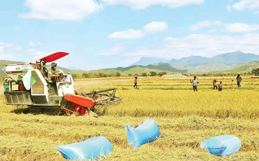 Nhờ nguồn nước cấp từ hệ thống thủy lợi Tân Mỹ, đồng bào Raglai huyện Bác Ái (Ninh Thuận) chuyển sản xuất từ một vụ lên ba vụ. 