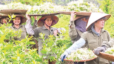 Xã viên Hợp tác xã Sinh Dược thu hoạch dược liệu. (Ảnh ÐỨC MAI) 