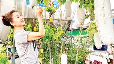Vườn trồng bí xanh trên sân thượng của một người đã về hưu ở Quận 12, Thành phố Hồ Chí Minh. (Ảnh CTV) 