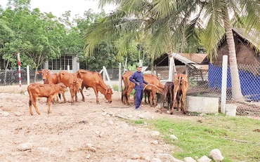 Anh Phạm Văn Út bỏ nghề làm mướn, chuyển sang nuôi bò cái sinh sản, thoát nghèo. 