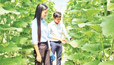 Mô hình trồng dưa lưới tại Khu Nông nghiệp ứng dụng công nghệ cao Hậu Giang. 