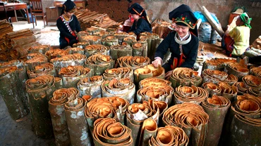 Ðồng bào Dao huyện Văn Yên, tỉnh Yên Bái thu hoạch quế. 