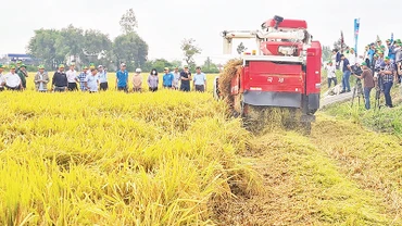 Thu hoạch lúa canh tác theo mô hình sản xuất thông minh ở xã Vị Trung, huyện Vị Thủy, tỉnh Hậu Giang. (Ảnh Phùng Dũng) 