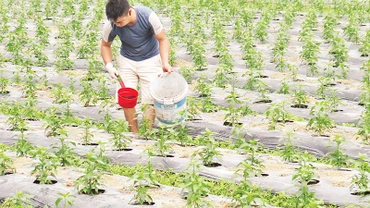 Người dân ở thôn Hợp Nhất, Nhân Lý, Chi Lăng (Lạng Sơn) chăm sóc cây ớt vụ xuân. 