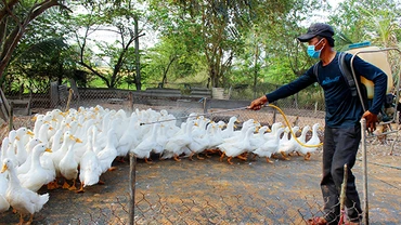 Phun thuốc khử trùng tại các hộ chăn nuôi ở huyện Cần Ðước, tỉnh Long An. (Ảnh KIM THOA) 