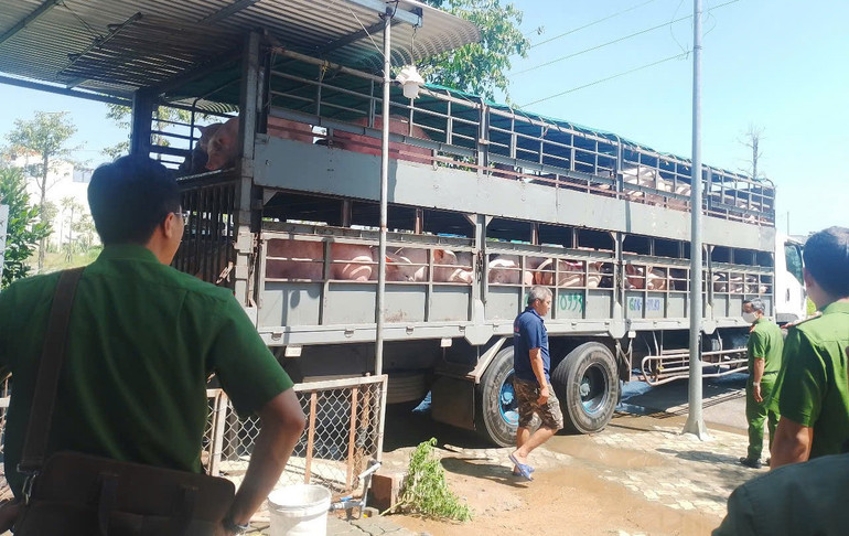 Phòng Cảnh sát điều tra tội phạm về tham nhũng, kinh tế, buôn lậu, môi trường Công an tỉnh Quảng Ngãi phát hiện vụ mua bán, vận chuyển lợn mắc bệnh tại xã Nghĩa Hành. gen-h-z6830403397147-f2d61864ab0b04f5f24929926549d592.jpg