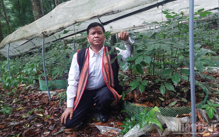 Sâm Ngọc Linh, cây trồng chủ lực trong chiến lược phát triển kinh tế dược liệu, nông nghiệp hữu cơ và sinh kế bền vững tại các xã phía tây tỉnh Quảng Ngãi. ndo_br_z6991603839899-7e0b56f7b69cf789321ffc6f60ccb05a.jpg
