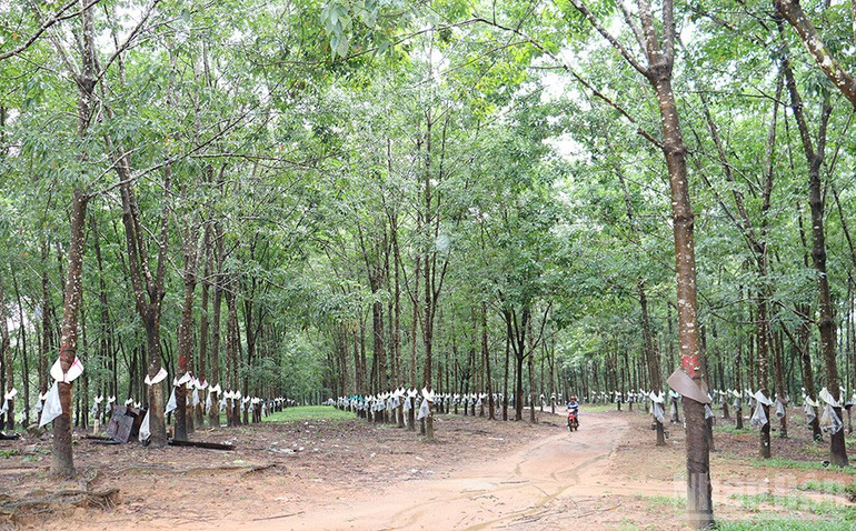 Cây cao-su, một trong những cây trồng chủ lực vùng phía tây Quảng Ngãi, đóng vai trò quan trọng trong phát triển kinh tế và xóa đói, giảm nghèo, nhất là vùng đồng bào dân tộc thiểu số. ndo_br_img-0463.jpg