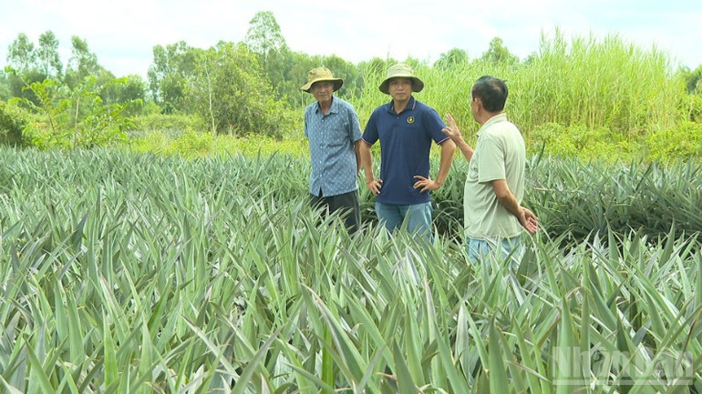 Các thành viên là kỹ sư của Hợp tác xã khóm Tân Phước BMF luôn bám sát ruộng đồng cùng nông dân. ndo_br_590-0771-8632.jpg