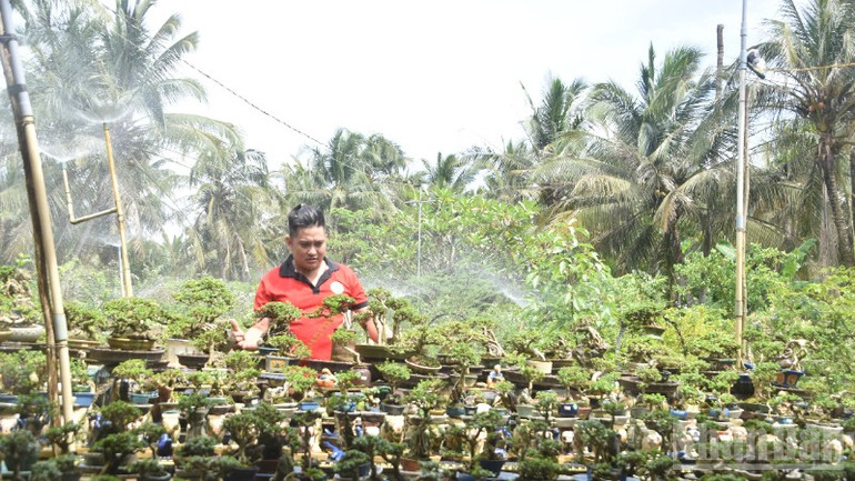 Việc chăm sóc mai cũng được anh Bình thực hiện rất tỉ mỉ. ndo_br_7-214.jpg