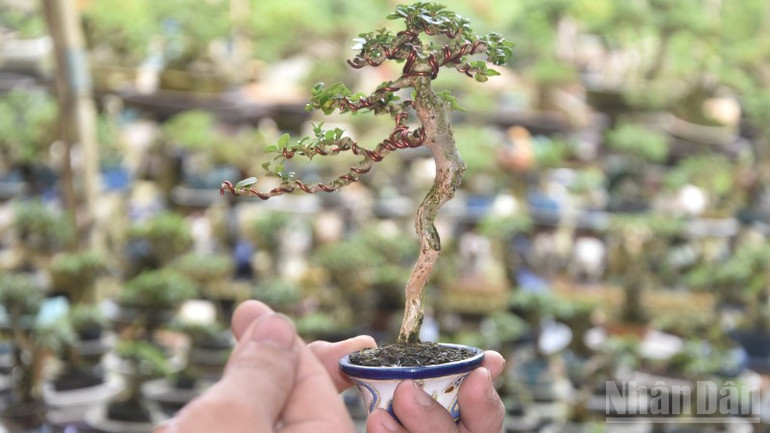 Tác phẩm mai nhỏ của anh Bình. ndo_br_8-273.jpg