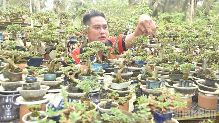 Anh Bình chăm sóc vườn kiểng bonsai. ndo_br_3-5308.jpg