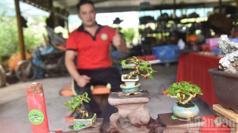 Những cây mai bonsai siêu nhỏ của anh Bình. ndo_br_chon-3721.jpg