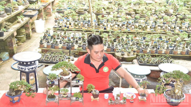 Các chậu kiểng bonsai được anh Bình tạo ra rất độc đáo. ndo_br_2-7290.jpg