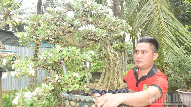 Gốc mai linh sam hồng rất đẹp và có giá trị hàng chục triệu đồng. ndo_br_6-2434.jpg