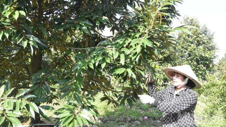 Hầu hết nhà vườn ở Đồng Tháp đều đầu tư cho vườn cây ăn quả rất hoàn chỉnh. ndo_br_dsc-0446-5735.jpg