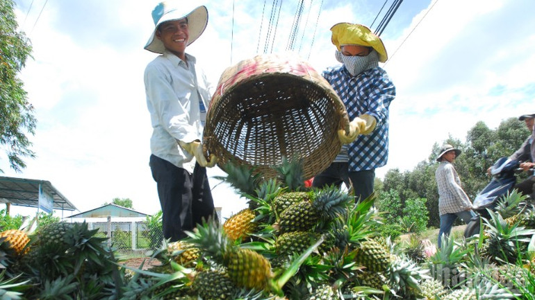 Thu hoạch khóm ở Tân Phước của tỉnh Đồng Tháp. ndo_br_dsc-4888-9092.jpg