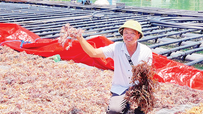 Để tăng giá trị thương phẩm, rong sụn được phơi khô. goc-anh-7.png
