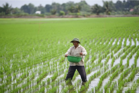 Nghị định số 292/2025/NĐ-CP ngày 6/11/2025 của Chính phủ quy định về việc kéo dài thời hạn miễn thuế sử dụng đất nông nghiệp. (Ảnh: TÙNG ĐINH)