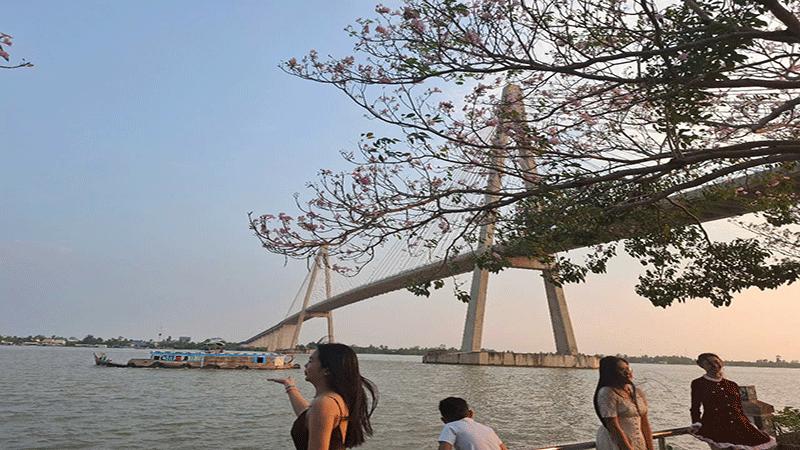 Người dân đến chụp ảnh làm kỷ niệm dưới hàng hoa kèn hồng bên hiên cầu Rạch Miễu.