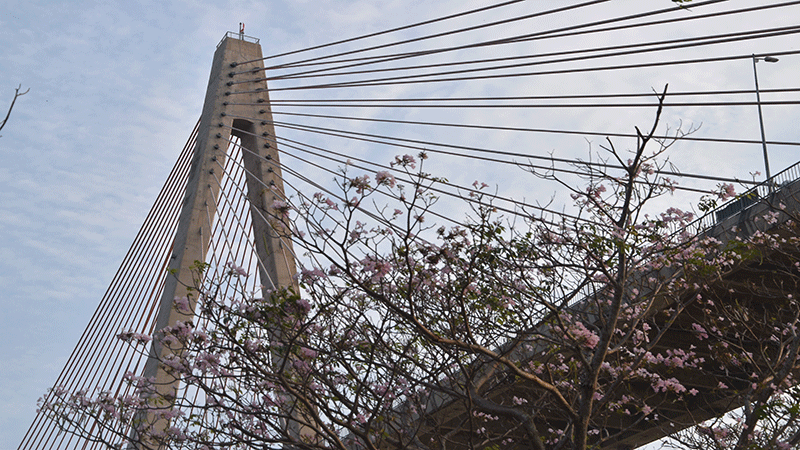 Hoa kèn hồng bên hiên cầu Rạch Miễu.