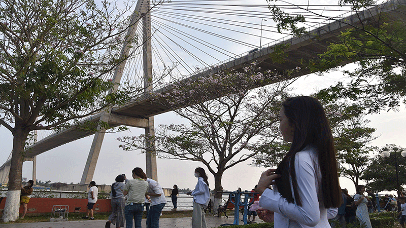 Nhiều người ngẩn ngơ với vẻ đẹp của hàng hoa kèn hồng nở rộ.