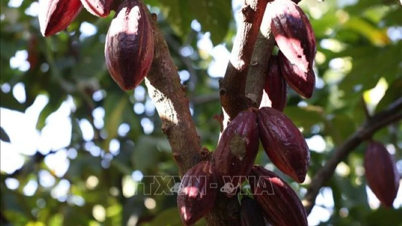 Cây ca-cao được trồng nhiều ở Đắk Lắk. (Ảnh: Tuấn Anh/TTXVN)