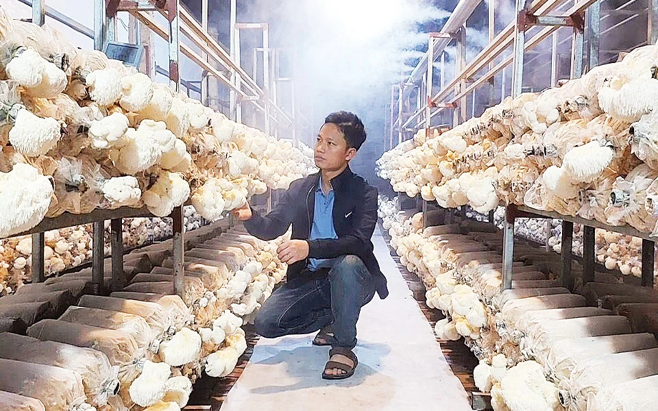 Khu sản xuất nấm của anh Nguyễn Văn Tú, Chủ tịch Hội đồng quản trị kiêm Giám đốc điều hành Hợp tác xã Đầu tư sản xuất và thương mại phát triển nấm sạch Việt Tú.