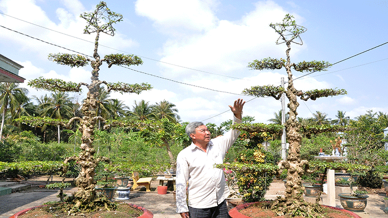 Mai nu được tạo hình rất đẹp. Mai nu được tạo hình rất đẹp.