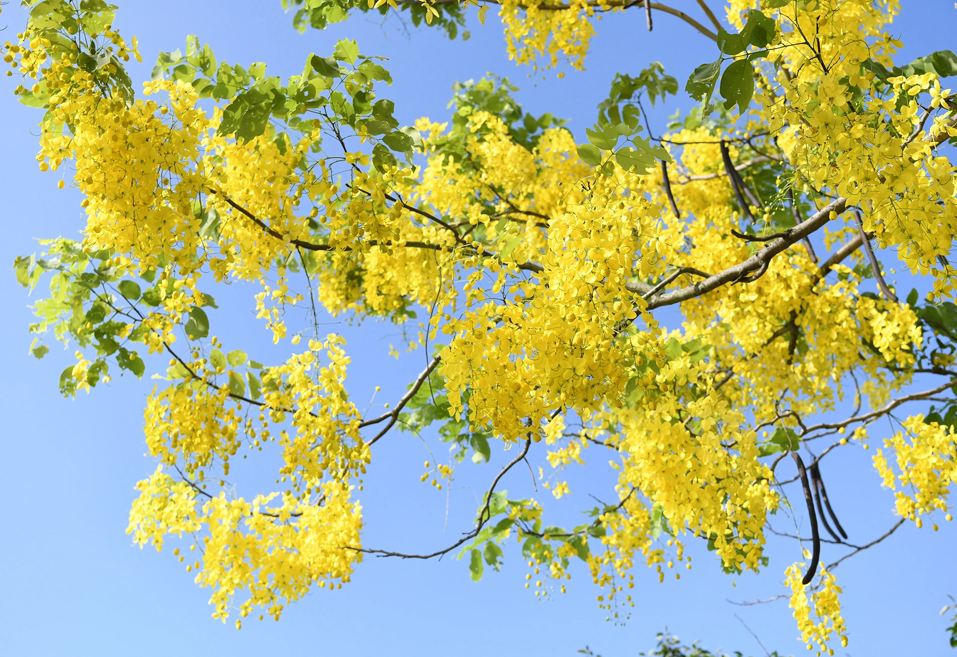 Mùa hoa hoàng yến. (Ảnh: THẾ DƯƠNG)