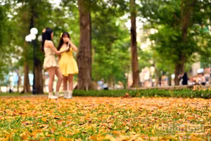 Những thảm lá vàng trong công viên thu hút nhiều bạn trẻ tới lưu lại khoảnh khắc giao mùa.