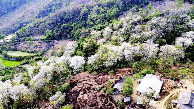 Rừng ban cổ bản Nặm Cứm nở trắng muốt mỗi độ tháng 3. (Ảnh: LÊ LAN)