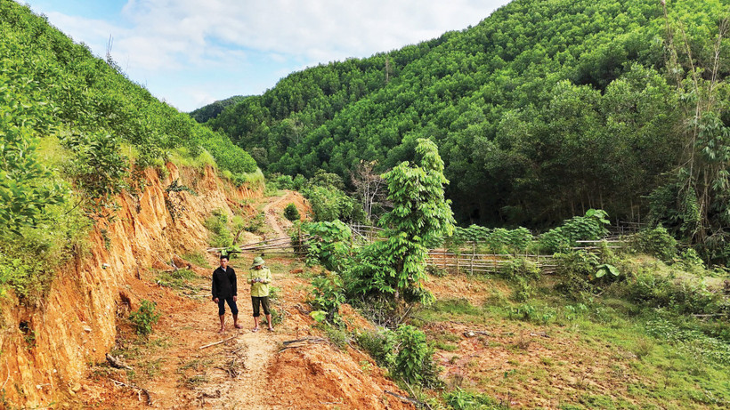 Chủ rừng chưa thể giao dịch tín chỉ carbon do thiếu chính sách cụ thể.