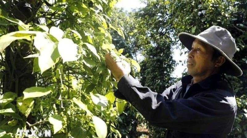 Nông dân thu hoạch hồ tiêu. (Ảnh: Trần Việt/TTXVN)