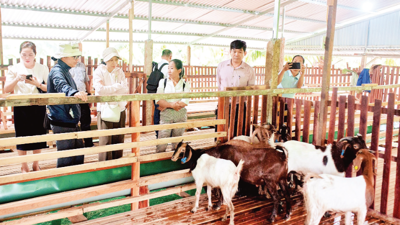 Mô hình chăn nuôi dê sinh sản tạo vùng nguyên liệu gắn với du lịch sinh thái tại tỉnh Khánh Hòa. (Ảnh: ĐỖ TUẤN)