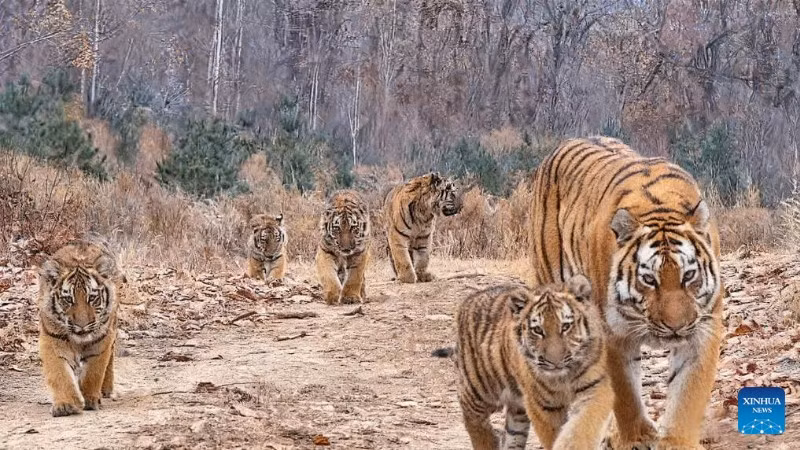 (Ảnh minh họa: Xinhua)