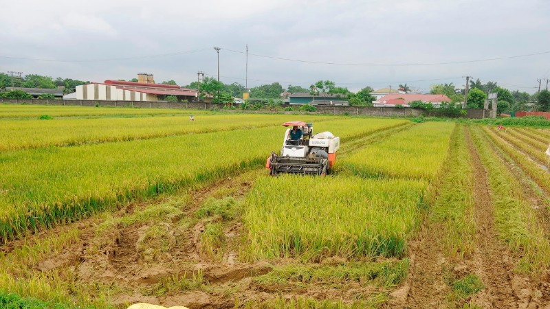 Thu hoạch lúa tại xã Mỹ Xuyên, thành phố Hà Nội. (Ảnh: ĐĂNG KHOA)