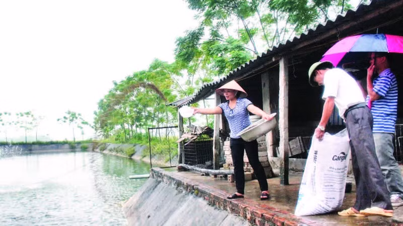 Nuôi trồng thủy sản được xác định là một ngành kinh tế mũi nhọn.