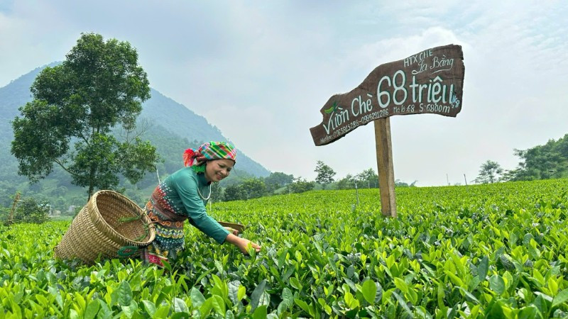 Chè là cây chủ lực, tạo đột phá cho các xã phía nam của tỉnh Thái Nguyên trong nhiệm kỳ 2025-2030. Trong ảnh: Người dân xã Tân Cương thu hoạch chè. (Ảnh: TÚ LINH)