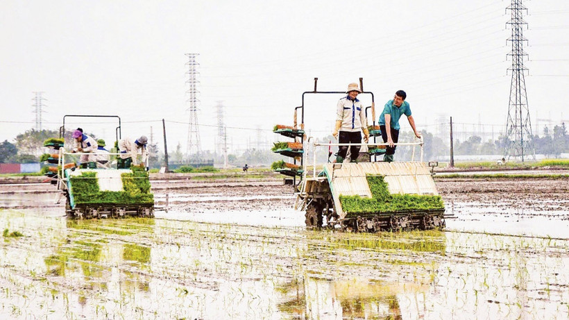 Hợp tác xã Dịch vụ nông nghiệp và Kinh doanh tổng hợp Liên Hà, xã Thư Lâm (Hà Nội) đẩy mạnh đưa cơ giới hóa vào sản xuất nông nghiệp. (Ảnh: TTXVN)