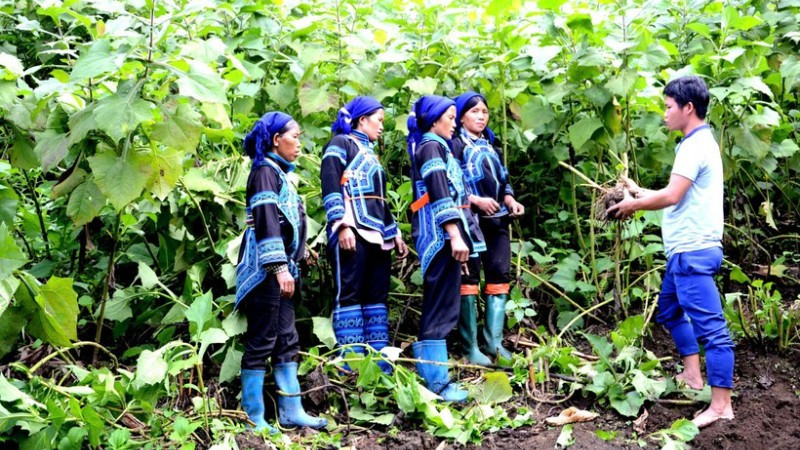 Cán bộ xã Y Tý (Bát Xát, Lào Cai) hướng dẫn đồng bào Hà Nhì chăm sóc và thu hoạch cây sâm đất. (Ảnh: Quốc Hồng)