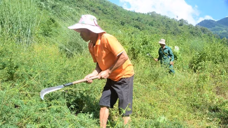 Người dân bản Hin, xã Na Sang phát cây bụi chăm sóc cây giổi xanh trồng theo dự án trồng rừng phòng hộ đầu nguồn.