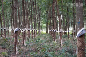 Cao su là một trong những cây trồng thế mạnh của tỉnh Mondulkiri, Campuchia. (Ảnh: ĐINH TRƯỜNG)