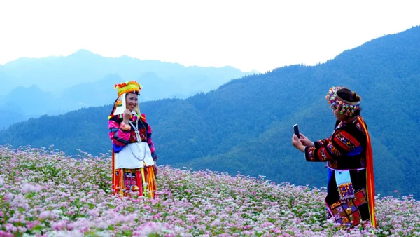 Lễ hội Hoa tam giác mạch được khai mạc vào tối 29/11.